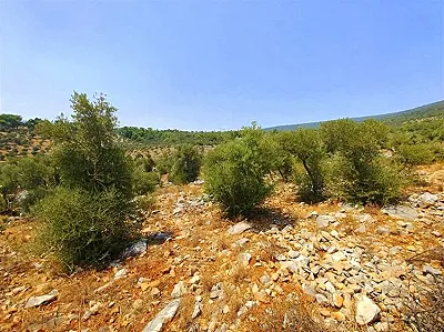AYDIN Didim Satılık Arsa - Fotoğraf 4