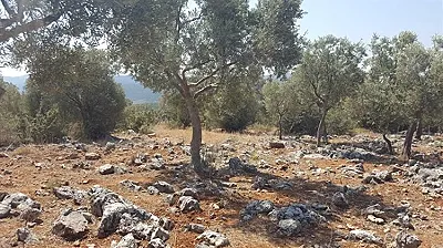 AYDIN Didim Akyeniköy Satılık Arsa - Fotoğraf 17