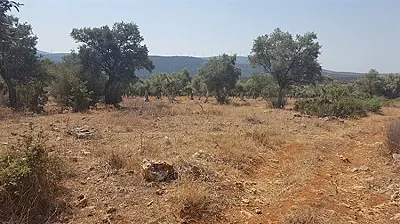AYDIN Didim Akyeniköy Satılık Arsa - Fotoğraf 2