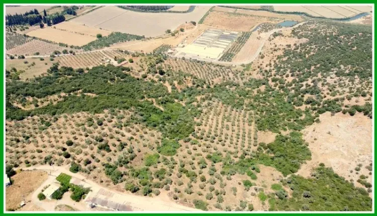 Didim Akyeniköy Bozseki 469 m² Manzaralı Satılık Arsa
