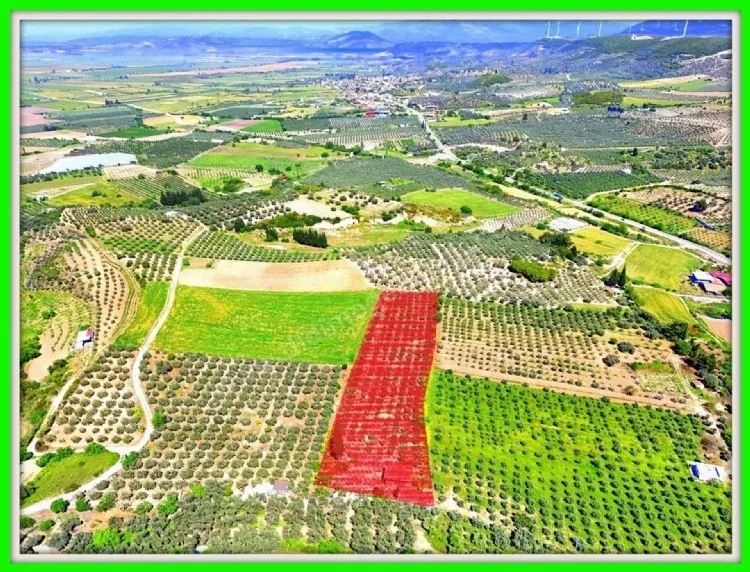 Didim Akköy'de Satılık 7400 M2 Tarla